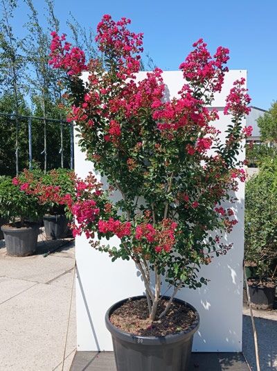 Indische Lagerströmie 'Fuchsia d'été' - Lagerstroemia indica 'Fuchsia d'été' ®