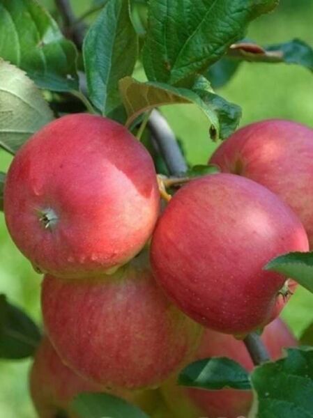 Apfel 'Rajka' / Malus domestica 'Rajka'