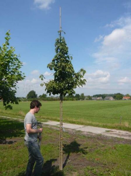 Acer rufinerve (Rostbart-Ahorn) Hochstamm 12-14 StU, angebunden am Stützpfahl, mit belaubter Krone.