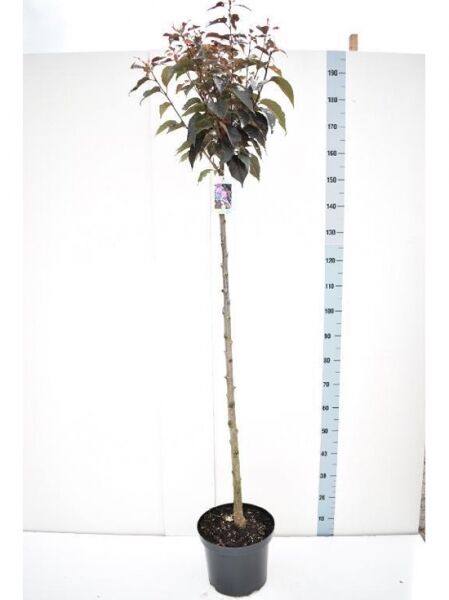 Prunus serrulata 'Royal Burgundy' Stämmchen, Rotblättrige Nelkenkirsche, 110 cm Stamm, im Topf C7 mit dunkelrotem Laub
