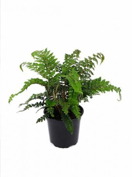 Polystichum polyblepharum (Japanischer Glanzschildfarn) C2 im Topf mit grünen, gefiederten Wedeln.