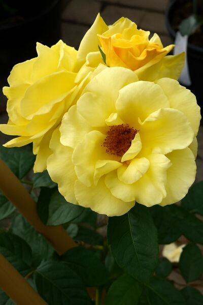 Strauchrose 'Lichtkönigin Lucia' / Strauchrose 'Lichtkönigin Lucia'