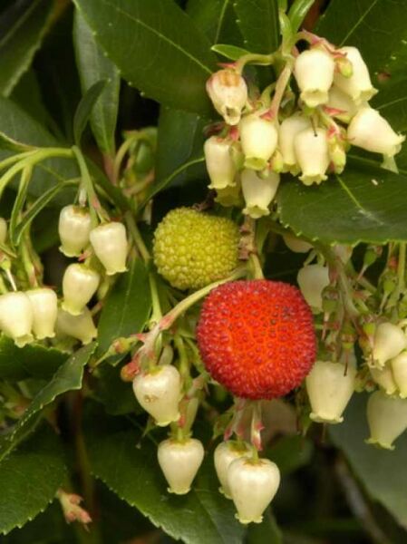 Arbutus unedo / Westlicher Erdbeerbaum