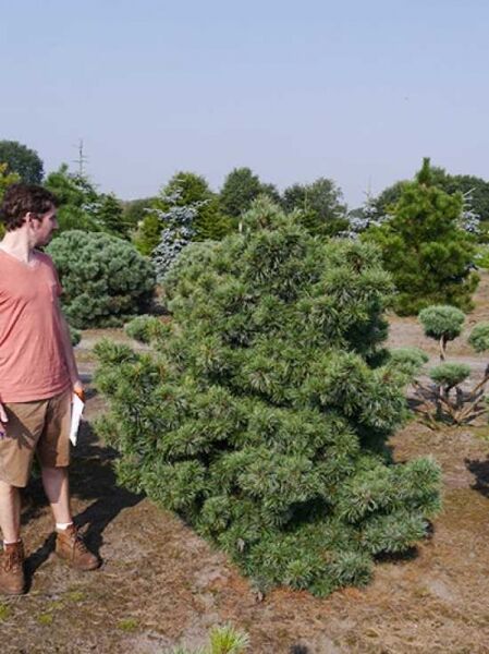 Zwerg-Mädchen-Kiefer 'Schoon's Bonsai' / Zwerg-Mädchen-Kiefer 'Schoon's Bonsai'
