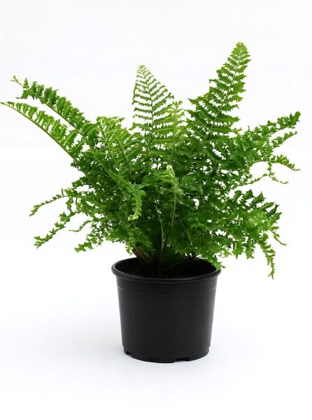 Gewellter-Goldschuppen-Farn Dryopteris affinis 'Cristata the King' C3 im schwarzen Topf mit grünen, gewellten Wedeln.