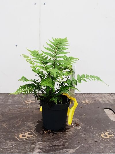 Dryopteris wallichiana (Nepalesischer Schwarzschuppenfarn) C2 im schwarzen Pflanztopf, mit aufrechten, gefiederten grünen Wedeln.