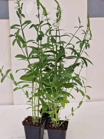 Physostegia virginiana 'Crystal Peak White' / Gelenkblume 'Crystal Peak White' P9, grüne Stiele mit weißen Blütenähren im Topf