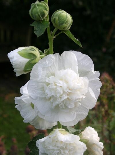 Gefüllte Stockrose 'Pleniflora Chaters Weiß' - Alcea rosea 'Pleniflora Chaters Weiß'