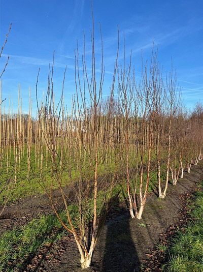 Kupfer-Birke 'Fascination' / Chinesische Birke 'Fascination' / Betula albosinensis 'Fascination'