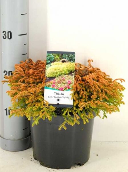 Thuja occidentalis 'Golden Tuffet' – Lebensbaum 'Golden Tuffet', 20–25 cm, C2 im Topf, kompakter, kugeliger Wuchs mit goldgrünem Nadelwerk