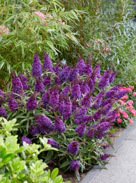 Zwerg-Sommerflieder 'Butterfly Candy ® 'Little Purple' / Buddleja davidii 'Butterfly Candy ® 'Little Purple'