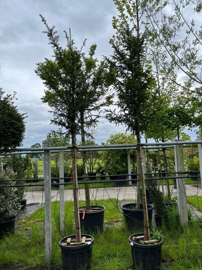 Taxus baccata, Heimische Eibe Hochstamm 14-16 StU mit Drahtballen, im Topf, mit Stützpfählen und Stammeinfassung