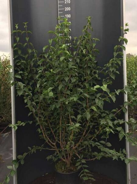 Cornus mas (Kornelkirsche) mehrtriebiger Strauch im Container C20, ca. 150–175 cm hoch, mit grünem Laub und verzweigten Trieben