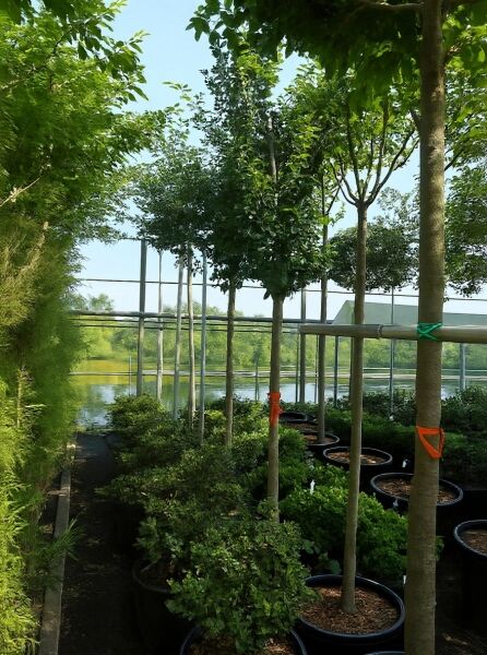 Ulmus 'Columella' / Säulen-Ulme 'Columella' Hochstamm 10-12 StU im Container, schlanker Stamm mit aufrechter Krone.