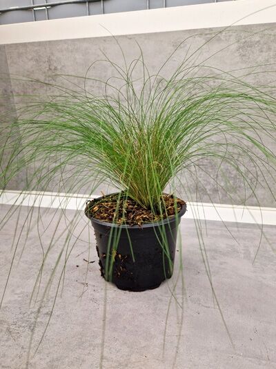 Stipa tenuifolia (Dünnblättriges Federgras, Mädchenhaar) C2 im Topf, horstbildend mit feinen, überhängenden grünen Halmen