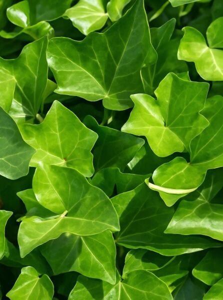 Irischer Efeu (Hedera hibernica / Hedera helix 'Hibernica') mit glänzenden, gelappten, grünen Blättern in Nahaufnahme.