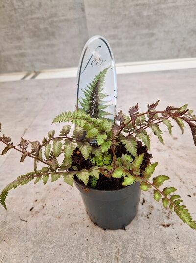 Japanischer Regenbogenfarn 'Metallicum' / Brokat-Farn 'Metallicum' -  Athyrium niponicum 'Metallicum'