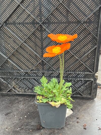 Islandmohn 'Champagne Bubbles F1 Orange' - Papaver nudicaule 'Champagne Bubbles F1 Orange'