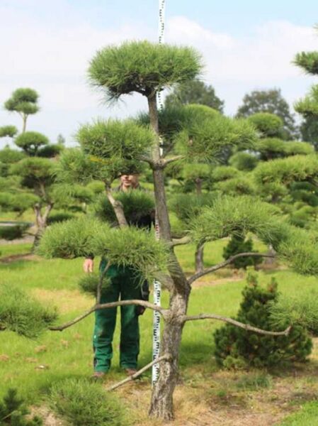 Pinus nigra ssp. nigra H: 250 cm B: 220 cm / Garten-Bonsai (201208)