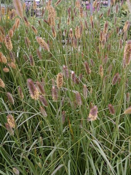 Lampenputzergras 'Red Bunny Tails' / Lampenputzergras 'Red Bunny Tails'