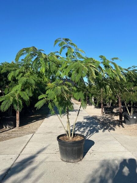 Seidenbaum Albizia julibrissin 'Ombrella'/'Boubri' 250-300 cm im C125-Topf, Solitär mit mehrstämmigem Stamm und gefiedertem Laub.