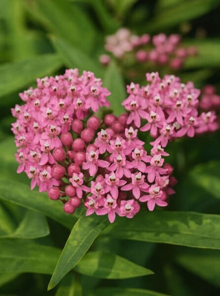 Nordamerika-Seidenpflanze / Nordamerika-Seidenpflanze