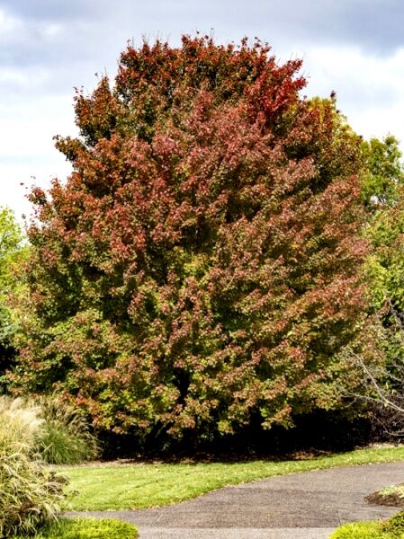 Rot-Ahorn 'Sun Valley' (Acer rubrum 'Sun Valley'), großer Baum mit rundlicher Krone und rotgrünem Laub.