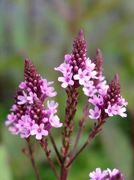 Eisenkraut 'Pink Spires' / Verbena hastata 'Pink Spires'