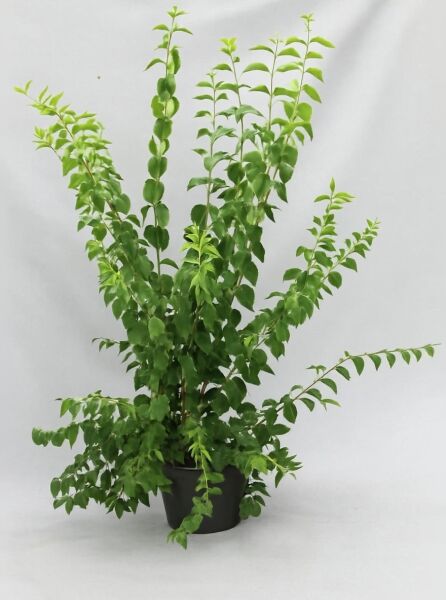 Philadelphus „Schneesturm“ (Pfeifenstrauch/Gartenjasmin) 150–175 cm, C20, im Topf mit grünem Laub und aufrechten Trieben