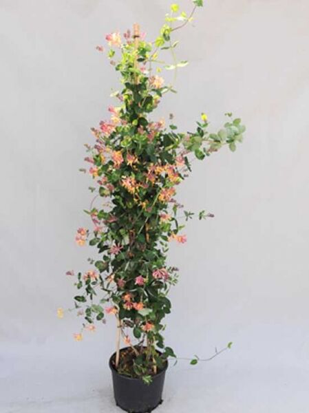 Lonicera periclymenum / Wald-Geißblatt 175-200 cm C10, Kletterpflanze im Topf mit grünen Blättern und rosa-gelben Blüten