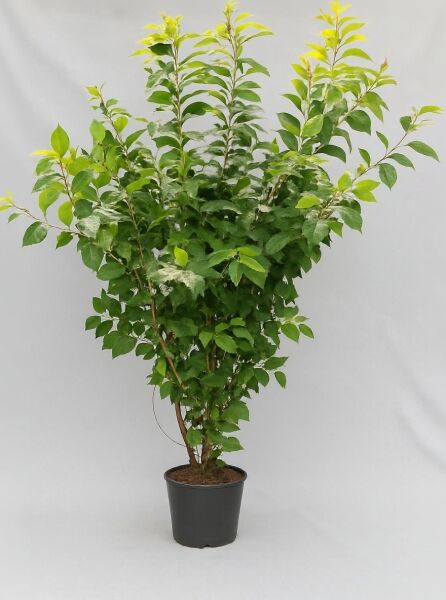 Halesia carolina (Schneeglöckchenbaum) 100-125 cm C15 als mehrtriebiger Strauch im schwarzen Pflanztopf mit grünem Laub.