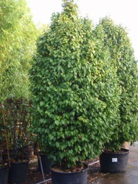Säulen-Hainbuche Carpinus betulus 'Fastigiata Monument' im Container C250, 275–300 cm, schlanke säulenförmige Krone mit grünem Laub