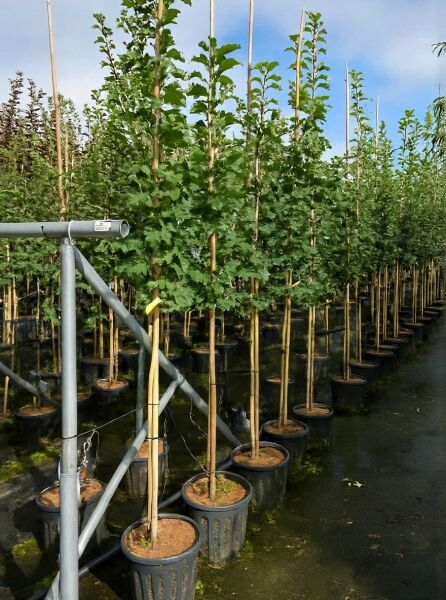 Sorbus torminalis (Elsbeere) Hochstamm 10-12 StU im Container, junger Baum im Topf mit Stützpfahl in Baumschulreihe