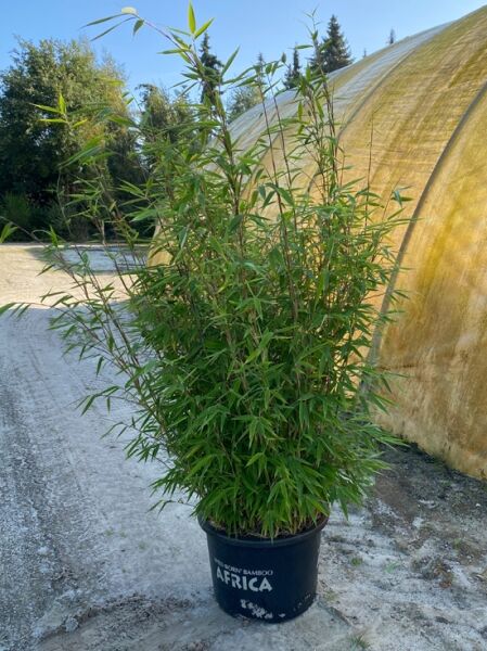 grasgrüner Mähnenbambus 'Green Lion' ® / grasgrüner Mähnenbambus 'Green Lion' ®