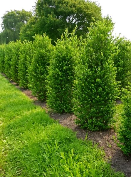 Kleinlaubige Japan-Hülse 'Green Hedge' / Kleinlaubige Japan-Hülse 'Green Hedge'