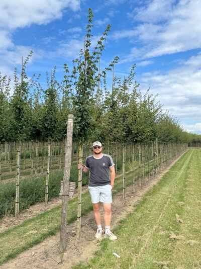 Acer campestre (Feld-Ahorn) Hochstamm 10-12 StU mit Drahtballen, junger Baum am Stützpfahl in der Baumschule.