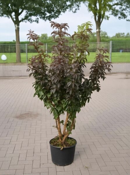 Sambucus nigra 'Black Tower ®' / Schwarzer Säulenholunder 'Black Tower ®' 125-150 cm C20 im Topf, dunkles Laub, mehrstämmig.