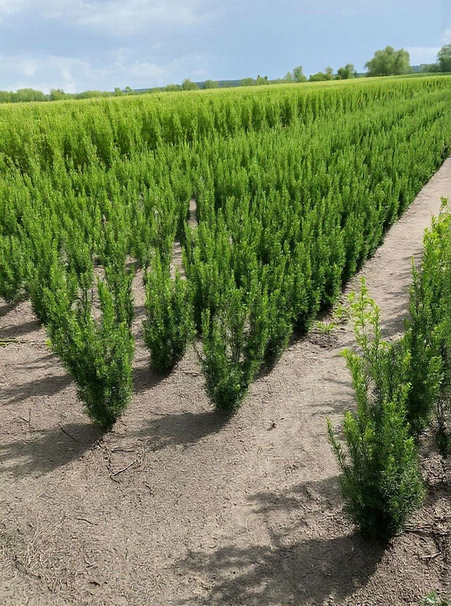 Becher-Eibe 'Hicksii' - Taxus media 'Hicksii' - Baumschule NewGarden