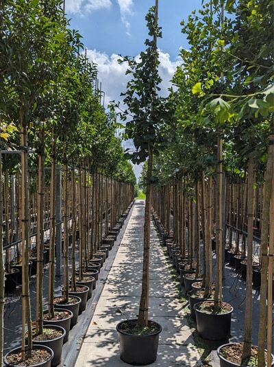 Ginkgo biloba (Ginkgobaum/Fächerblattbaum) Hochstamm 10-12 StU im Container, aufrechter Stamm mit grünen fächerförmigen Blättern.