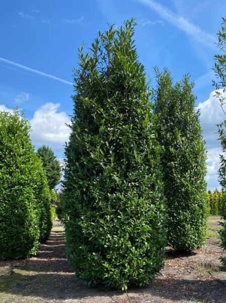Kirschlorbeer 'Caucasica'  / Kirschlorbeer 'Caucasica' 