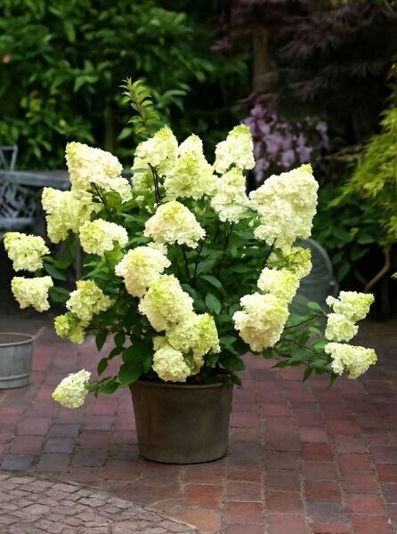 Rispen-Hortensie Hydrangea paniculata 'Sundae Fraise ®' im Topf mit cremeweißen, rispenförmigen Blüten und grünen Blättern.