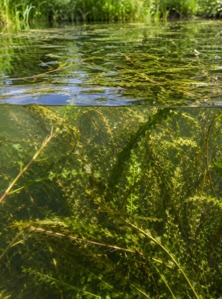 Krauses Laichkraut - Potamogeton crispus