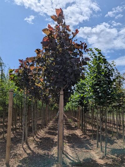 Purpur-Pappel 'Purple Tower' / Purpur-Pappel 'Purple Tower'