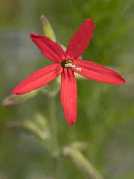 Prächtiges Leimkraut / Silene regia
