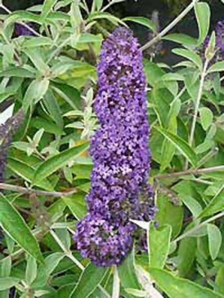 Buddleja davidii 'Adonis Blue' / Sommerflieder 'Adonis Blue' / Schmetterlingsstrauch 'Adonis Blue'