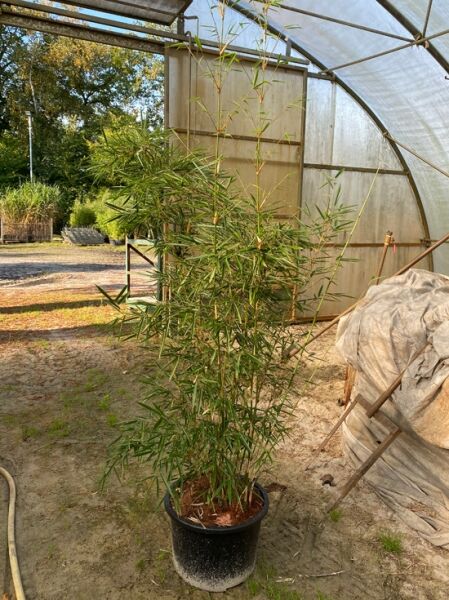 Schirmbambus / Zebrabambus 'Campbell' / Schirmbambus / Zebrabambus 'Campbell'