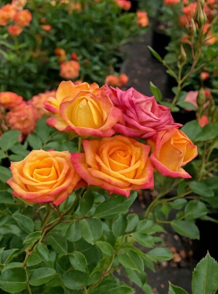 Rosa 'Little Sunset'® / Zwergrose 'Little Sunset'® mit gelb-orangen Blüten und rosafarbenem Rand, grünes Laub und Knospen
