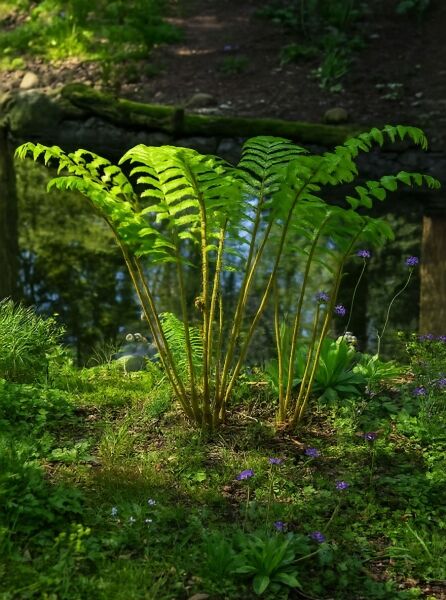 Matteuccia orientalis (Japanischer Straußenfarn) mit aufrechten, hellgrünen Wedeln in Horstform.