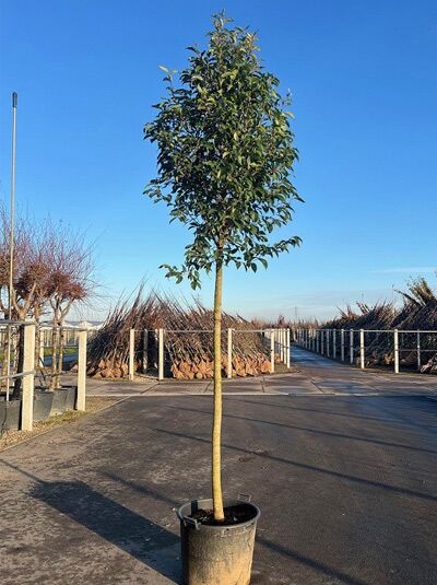 Japanischer Liguster - Ligustrum japonicum