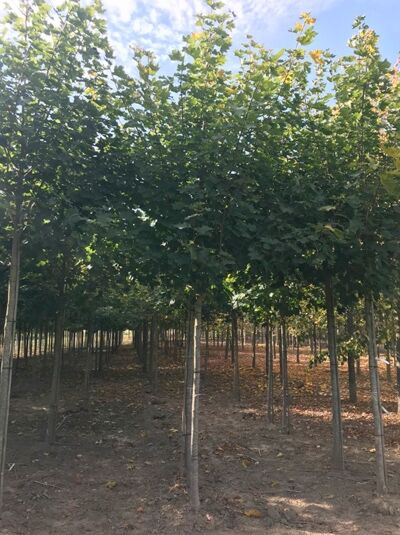 Berg-Ahorn 'Erectum' / Acer pseudoplatanus 'Erectum'